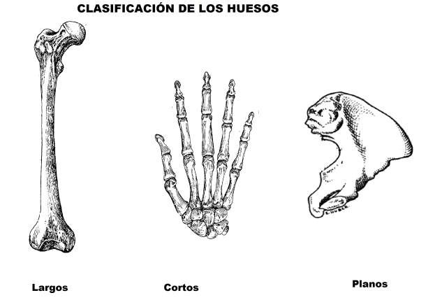 Huesos planos cuerpo humano