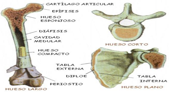 Huesos planos